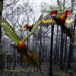 Rainbow Lorikeets