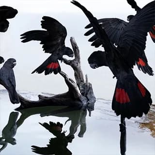 Cockatoos