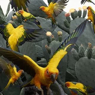 Sun Conures