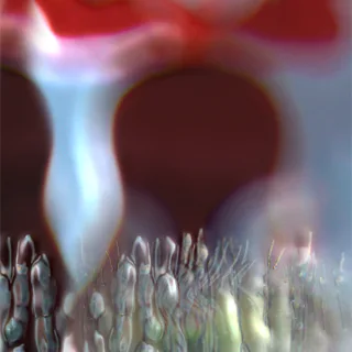 Seed 01